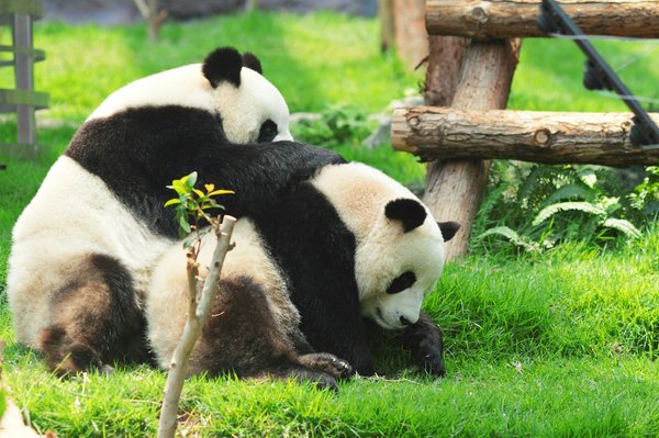 Quelles croisières offrent des randonnées pour observer les pandas géants en Chine?